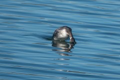 Lake-Del-Valle-Regional-Park-8477