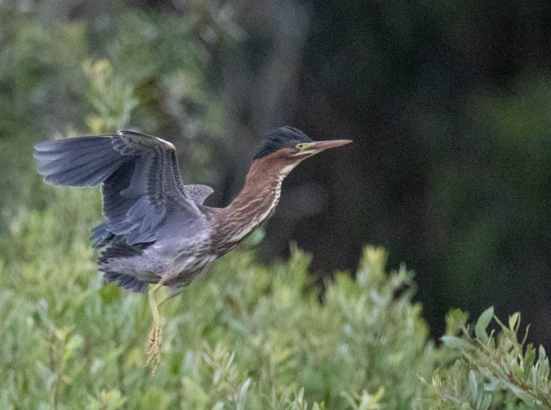 Green Heron Taking Flight. Canon EOS 5D Mark IV with TAMRON SP 150-600mm F/5-6.3 Di VC USD G2 A022, handheld, 1/4000 sec., f/6.3, ISO 12800. Antonelli Pond, Santa Cruz, California.