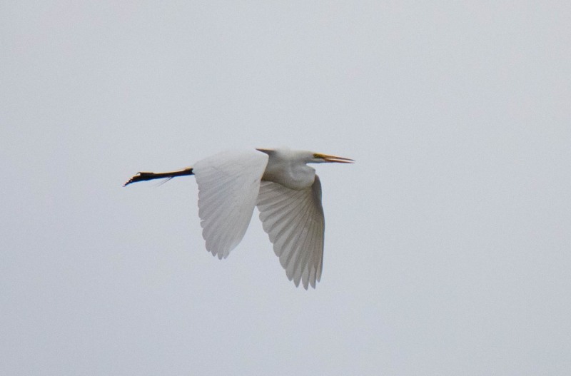 Great Egret in Flight. Canon EOS 5D Mark IV with TAMRON SP 150-600mm F/5-6.3 Di VC USD G2 A022, handheld, 1/4000 sec., f/6.3, ISO 12000. Antonelli Pond, Santa Cruz, California.