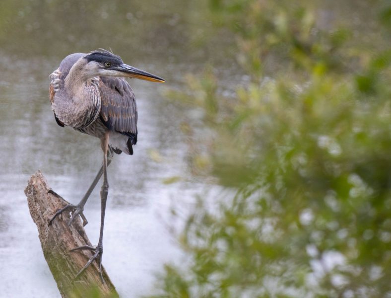 Juvenile Great Blue Heron. Canon EOS 5D Mark IV with TAMRON SP 150-600mm F/5-6.3 Di VC USD G2 A022, handheld, 1/320 sec., f/6.3, ISO 1000. Antonelli Pond, Santa Cruz, California.