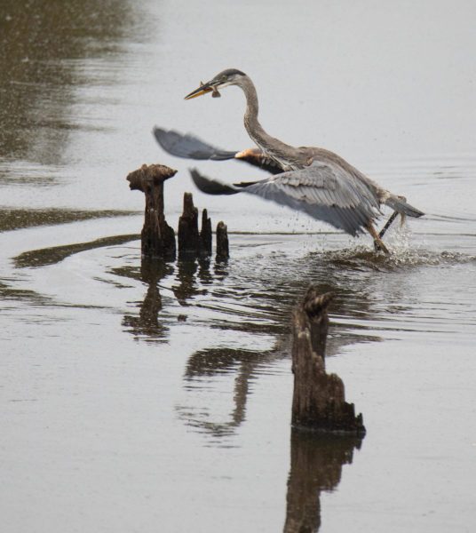 Great Blue Heron with Fish. Canon EOS 5D Mark IV with TAMRON SP 150-600mm F/5-6.3 Di VC USD G2 A022, handheld, 1/640 sec., f/6.3, ISO 800. Antonelli Pond, Santa Cruz, California.