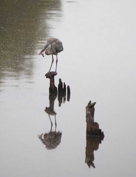 Great Blue Heron with Fish. Canon EOS 5D Mark IV with TAMRON SP 150-600mm F/5-6.3 Di VC USD G2 A022, handheld, 1/500 sec., f/6.3, ISO 1000. Antonelli Pond, Santa Cruz, California.