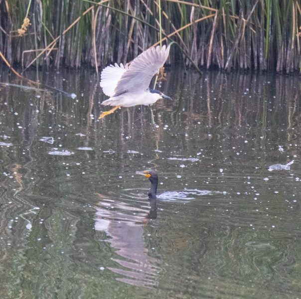 Black-crowned Night Heron flying over Double-crested Cormorant. Canon EOS 5D Mark IV with TAMRON SP 150-600mm F/5-6.3 Di VC USD G2 A022, handheld, 1/4000 sec., f/6.3, ISO 12800. Antonelli Pond, Santa Cruz, California.