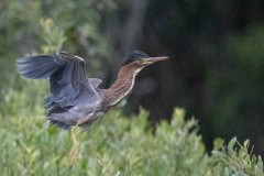 Green Heron Taking Flight. Canon EOS 5D Mark IV with TAMRON SP 150-600mm F/5-6.3 Di VC USD G2 A022, handheld, 1/4000 sec., f/6.3, ISO 12800. Antonelli Pond, Santa Cruz, California.