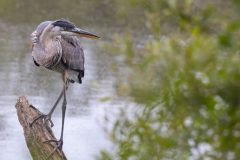 Juvenile Great Blue Heron. Canon EOS 5D Mark IV with TAMRON SP 150-600mm F/5-6.3 Di VC USD G2 A022, handheld, 1/320 sec., f/6.3, ISO 1000. Antonelli Pond, Santa Cruz, California.