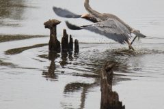 Great Blue Heron with Fish. Canon EOS 5D Mark IV with TAMRON SP 150-600mm F/5-6.3 Di VC USD G2 A022, handheld, 1/640 sec., f/6.3, ISO 800. Antonelli Pond, Santa Cruz, California.