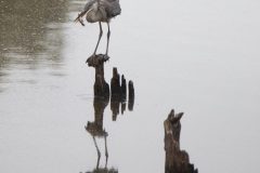 Great Blue Heron with Fish. Canon EOS 5D Mark IV with TAMRON SP 150-600mm F/5-6.3 Di VC USD G2 A022, handheld, 1/500 sec., f/6.3, ISO 1000. Antonelli Pond, Santa Cruz, California.