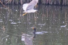 Black-crowned Night Heron flying over Double-crested Cormorant. Canon EOS 5D Mark IV with TAMRON SP 150-600mm F/5-6.3 Di VC USD G2 A022, handheld, 1/4000 sec., f/6.3, ISO 12800. Antonelli Pond, Santa Cruz, California.