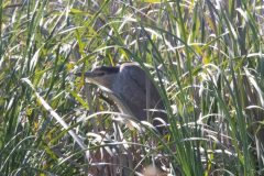 Black-crowned Night Heron. Canon EOS 80D with TAMRON SP 150-600mm F/5-6.3 Di VC USD G2 A022, handheld, 1/400 sec., f/32, ISO 6400. Coyote Hills Regional Park, Fremont, California.