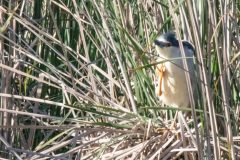 Black-crowned Night Heron. Canon EOS 5D Mark IV with TAMRON SP 150-600mm F/5-6.3 Di VC USD G2 A022, handheld, 1/500 sec., f/6.3, ISO 200. Coyote Hills Regional Park, Fremont, California.