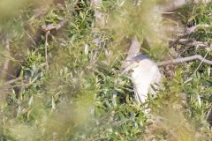 Black-crowned Night Heron.