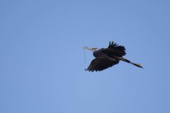 Great Blue Heron in Flight with Nesting Material. Canon EOS 5D Mark IV with TAMRON SP 150-600mm F/5-6.3 Di VC USD G2 A022, handheld, 1/500, f/6.3, ISO 200. Moonglow Dairy, Santa Cruz County, California