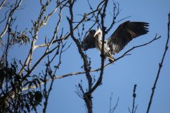 Great Blue Heron. Canon EOS Mark IV with TAMRON SP 150-600mm F/5-6.3 Di VC USD G2 A022, handheld, 1/640 sec., f/6.3, ISO 250. Moonglow Dairy, Santa Cruz County, California.