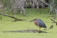 Green Heron. Canon EOS 5D Mark IV with TAMRON SP 150-600mm F/5-6.3 Di VC USD G2 A022, handheld, 1/2000 sec., f/7.1, ISO 2500. Natural Bridges State Park, Santa Cruz, California