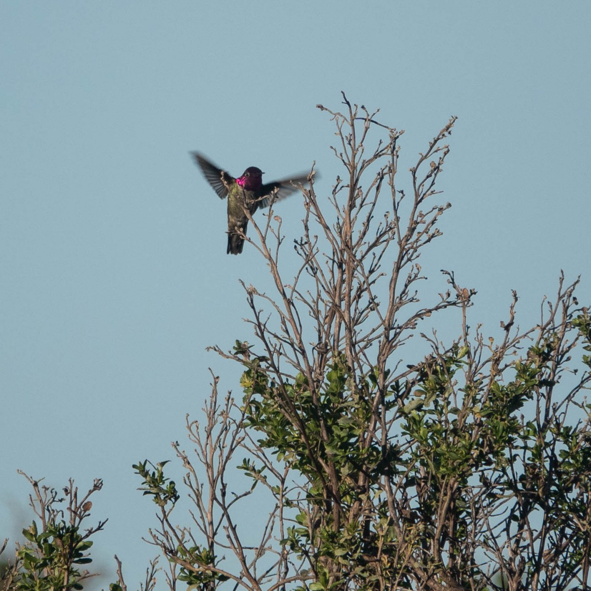 Anna's Hummingbird in flight.