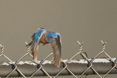 Western Bluebird takes flight