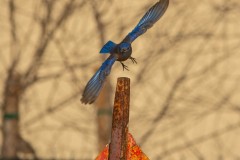 Western Bluebird in flight