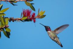 Anna's Hummingbird in flight near Bottlebrush.