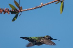 Anna's Hummingbird in flight near Bottlebrush.