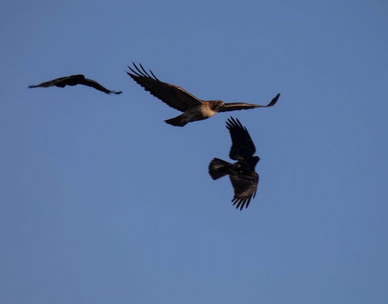 American Crows trying to get the attention of a Red-tailed Hawk.