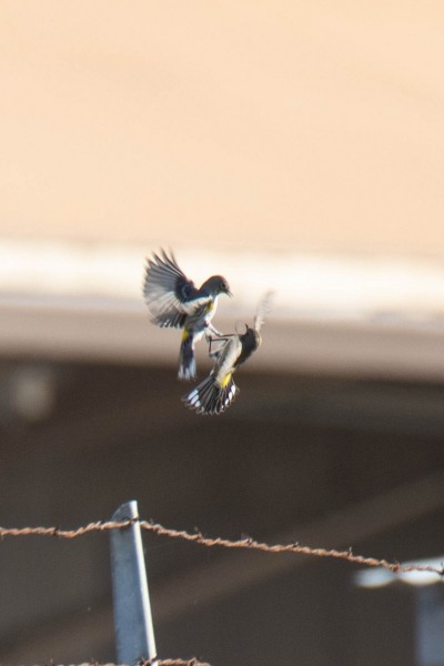Yellow-rumped Warblers in flight or fight?