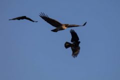 American Crows trying to get the attention of a Red-tailed Hawk.