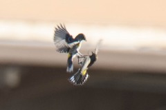 Yellow-rumped Warblers in flight or fight?