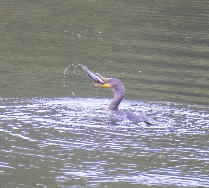 Juvenile Double-crested Cormorant trying to land its breakfast.
