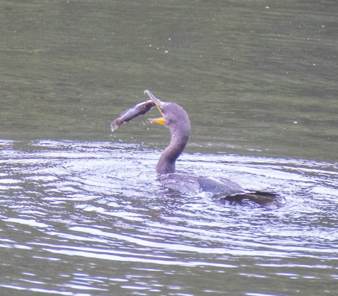 Juvenile Double-crested Cormorant trying not to lose his breakfast.