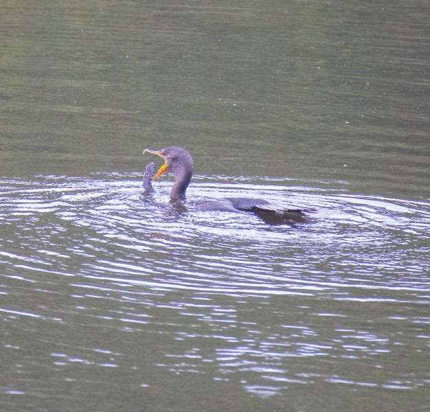 Juvenile Double-crested Cormorant learning the hard lessons of a fisherman (fisher bird?)