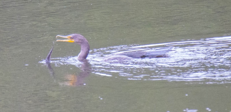 Juvenile Double-crested Cormorant struggling to keep his breakfast from escaping.