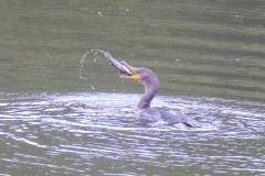 Juvenile Double-crested Cormorant trying to land its breakfast.
