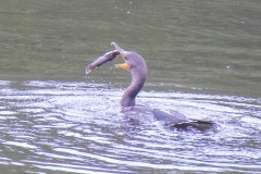 Juvenile Double-crested Cormorant trying not to lose his breakfast.