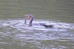 Juvenile Double-crested Cormorant learning the hard lessons of a fisherman (fisher bird?)