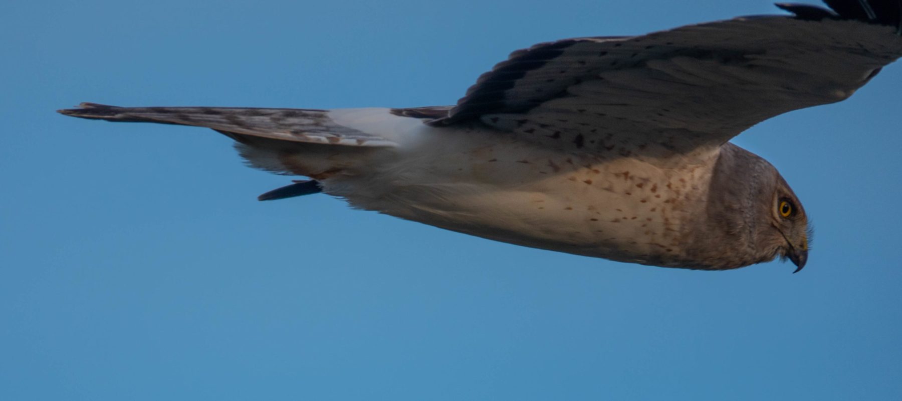 Northern Harrier flying by me