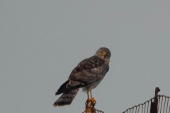 Northern Harrier perched