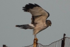 Northern Harrier preparing for takeoff