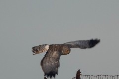 Northern Harrier in flight