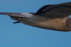 Northern Harrier flying by me