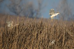 Black-crowned Night Heron in flight.