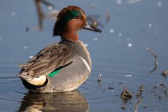 Green-winged Teal