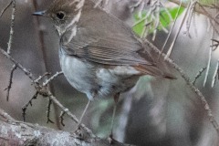 Hermit Thrush