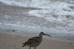 Whimbrel