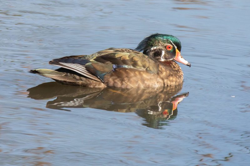 Male Wood Duck. Canon EOS 5D Mark IV with TAMRON SP 150-600mm F/5-6.3 Di VC USD G2 A022, handheld, 1/500 sec., f/14, ISO 3200. Neary Lagoon, Santa Cruz, California.