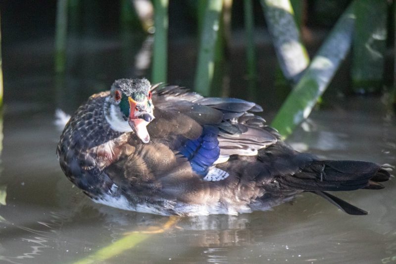 Male Wood Duck. Canon EOS 5D Mark IV with TAMRON SP 150-600mm F/5-6.3 Di VC USD G2 A022, handheld, 1/4000, f/6.3, ISO 12800. Neary Lagoon, Santa Cruz, California.