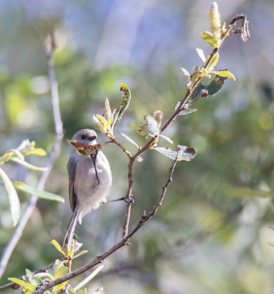 Bushtit. Canon EOS 5D Mark IV with TAMRON SP 150-600mm F/5-6.3 Di VC USD G2 A022, handheld, 1/4000, f/7.1, ISO 6400. Neary Lagoon, Santa Cruz, California.