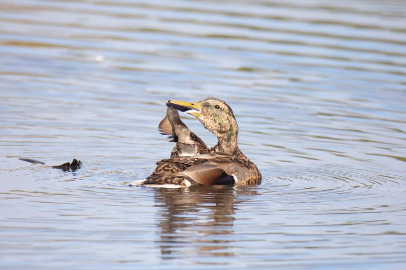 Mallard. Canon EOS 5D Mark IV with TAMRON SP 150-600mm F/5-6.3 Di VC USD G2 A022, handheld, 1/4000, f/6.3, ISO 2000. Neary Lagoon, Santa Cruz, California.