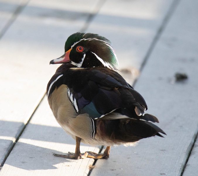 Male Wood Duck. Canon EOS 5D Mark IV with TAMRON SP 150-600mm F/5-6.3 Di VC USD G2 A022, handheld, 1/4000, f/6.3, ISO 5000. Neary Lagoon, Santa Cruz, California.