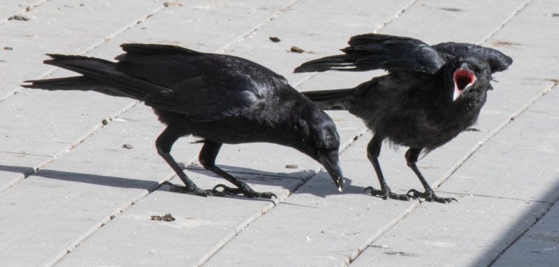 American Crows. Canon EOS 5D Mark IV with TAMRON SP 150-600mm F/5-6.3 Di VC USD G2 A022, handheld, 1/500, f/32, ISO 4000. Neary Lagoon, Santa Cruz, California.