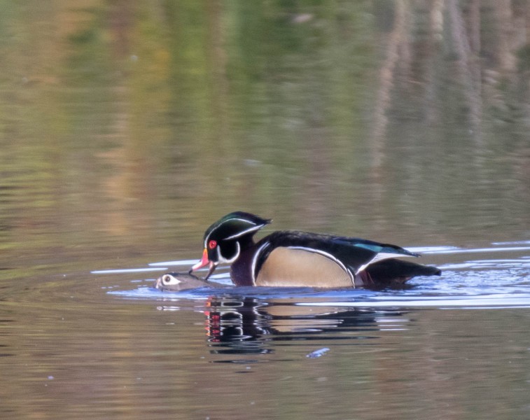 Wood Ducks. Canon EOS 80D with TAMRON SP 150-600mm F/5-6.3 Di VC USD G2 A022, handheld, 1/500 sec., f/6.3, ISO 800. Neary Lagoon, Santa Cruz, California.